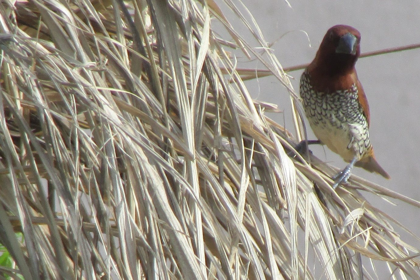 Foto tomada en Luquilo. Unos 30 pies de mi hogar. | Gorrión Canela