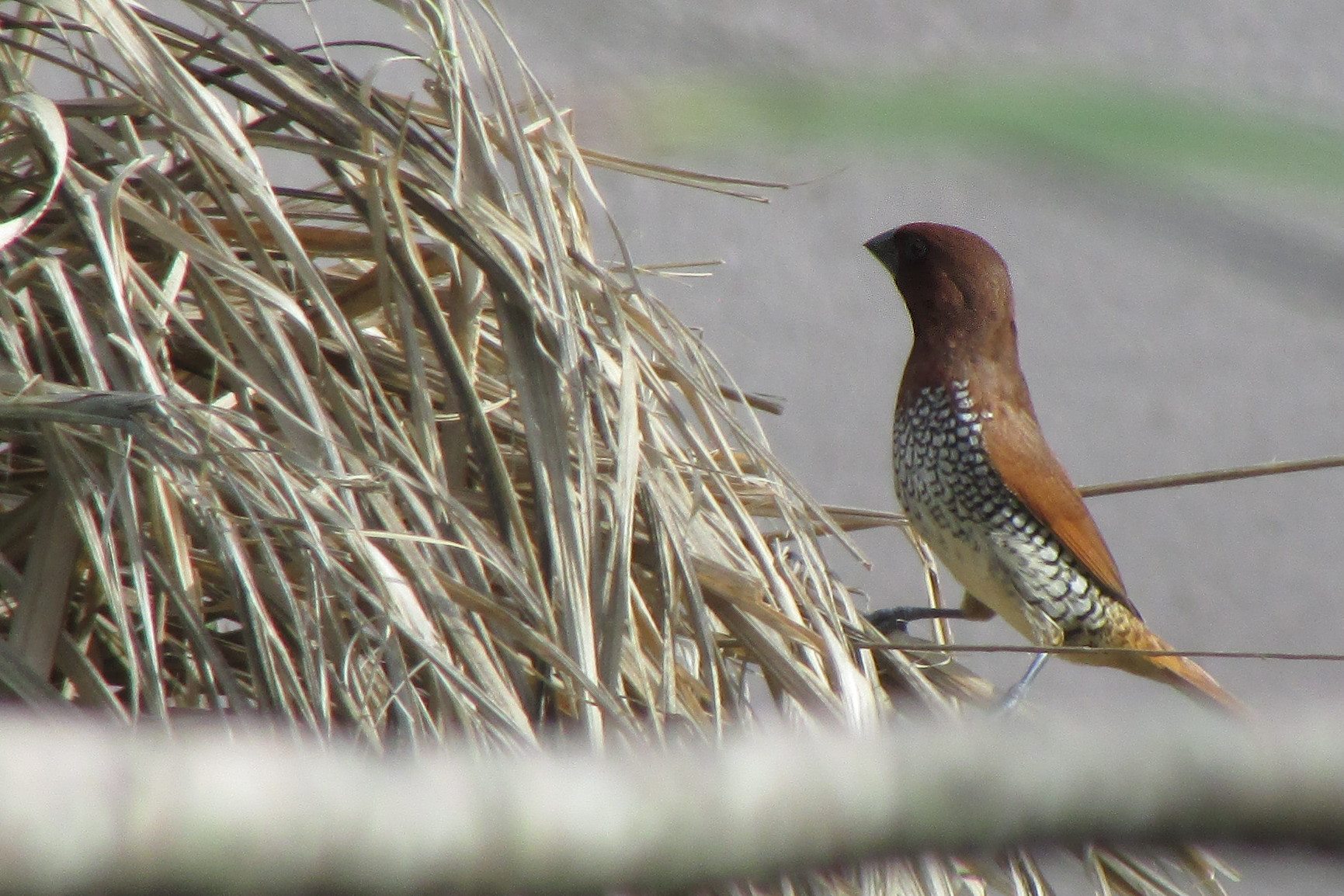 Otra foto del Gorrion Canela cerca de mi hogar en Luquillo (unos 30 pies) | Gorrión Canela