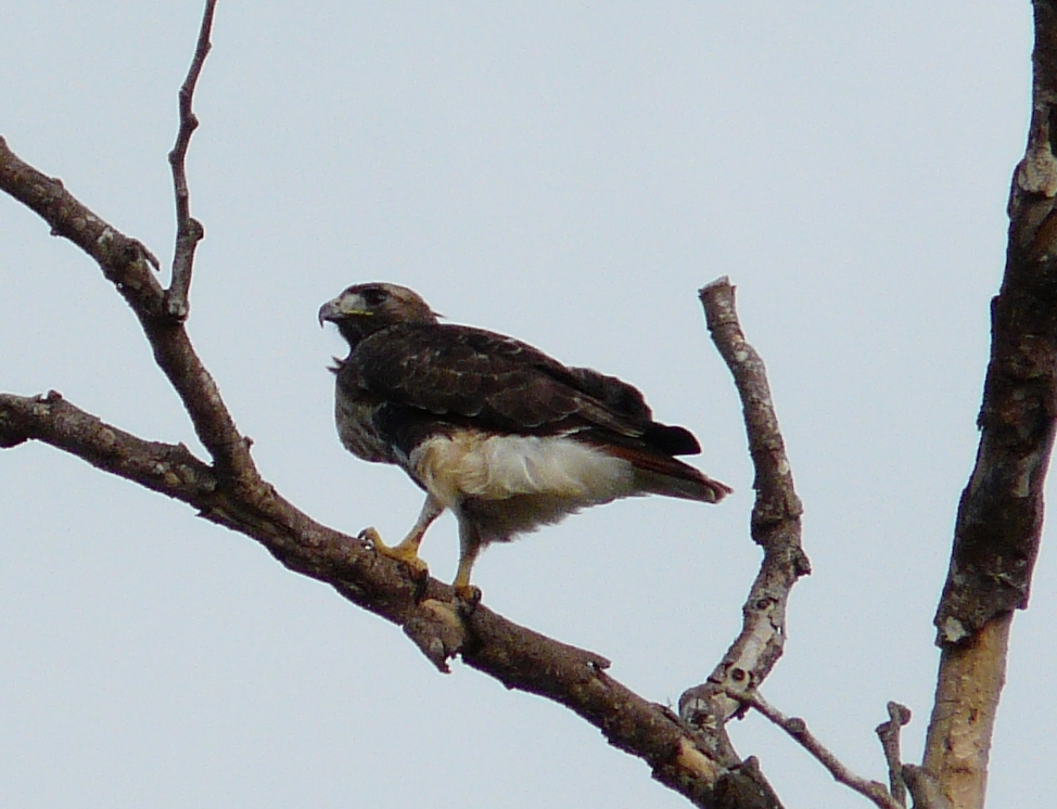 Carolina | Guaraguao Colirrojo