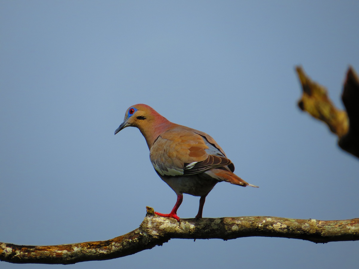 Tomada en Orocovis | Tórtola Aliblanca