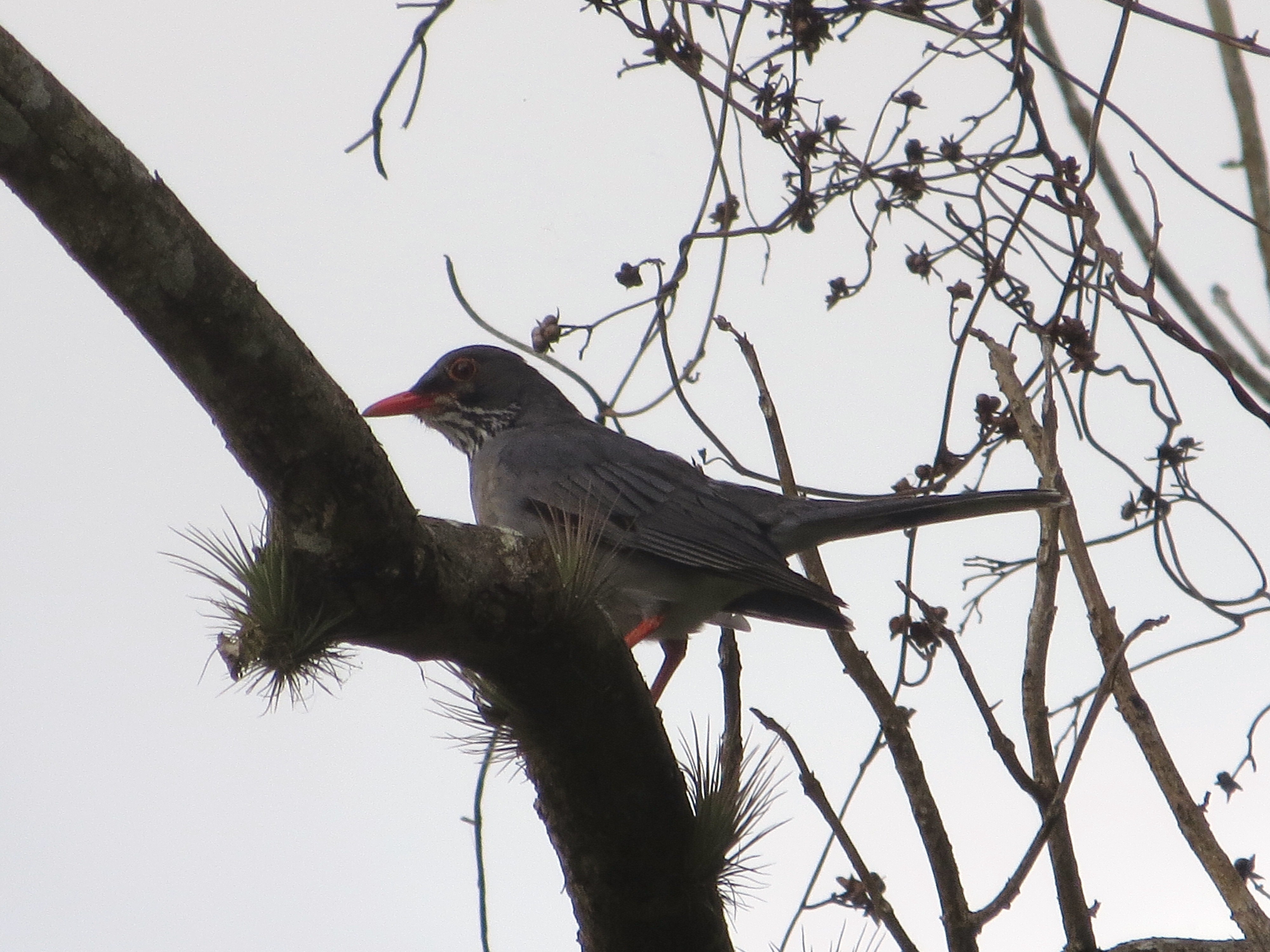 Zorzal Patirrojo | Zorzal Patirrojo