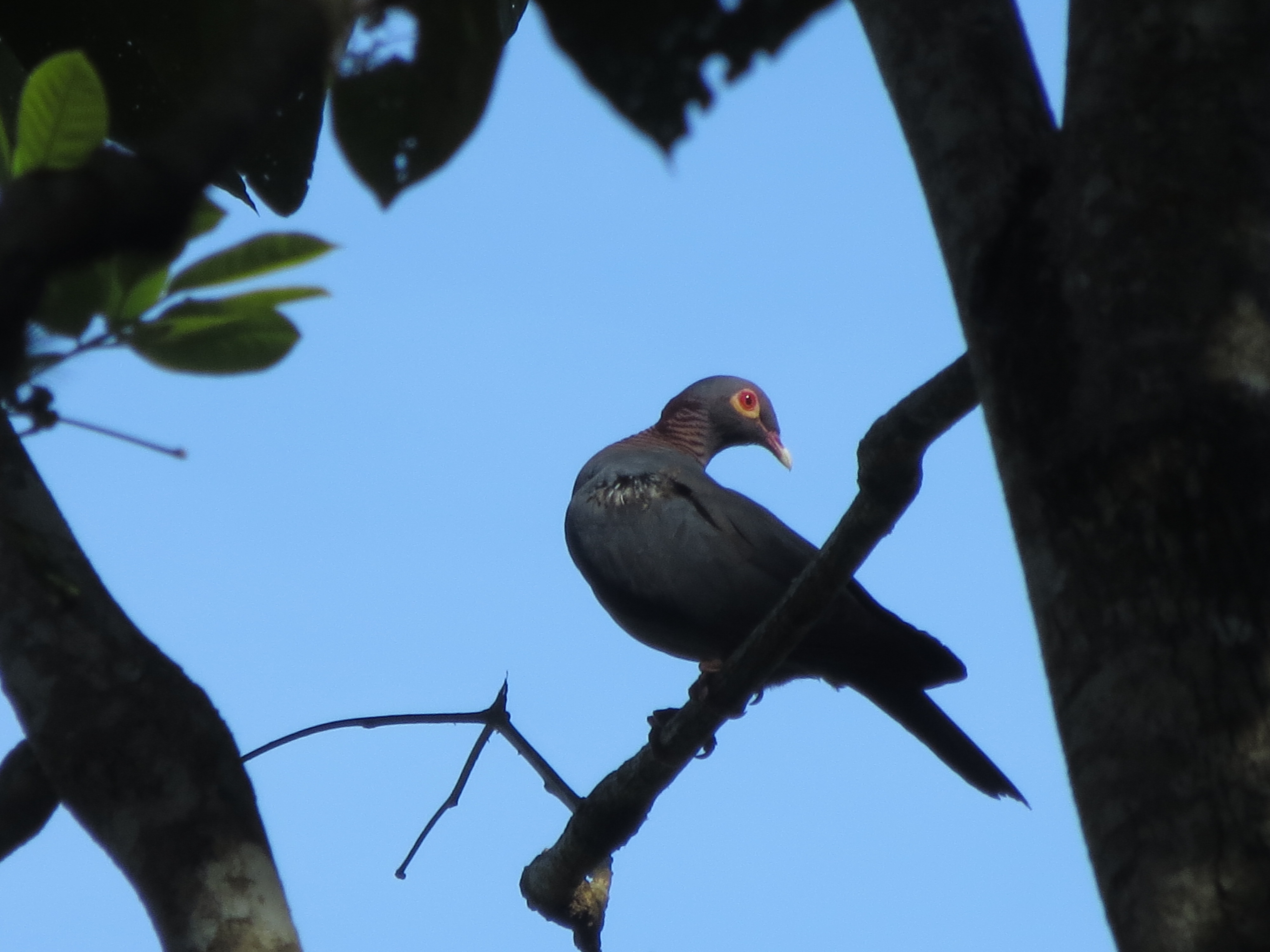 Paloma Turca | Paloma Turca