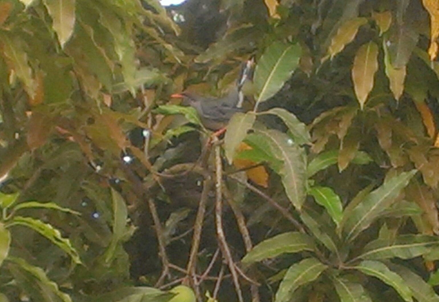 madre velando crias. Tomada en Arecibo | Zorzal Patirrojo