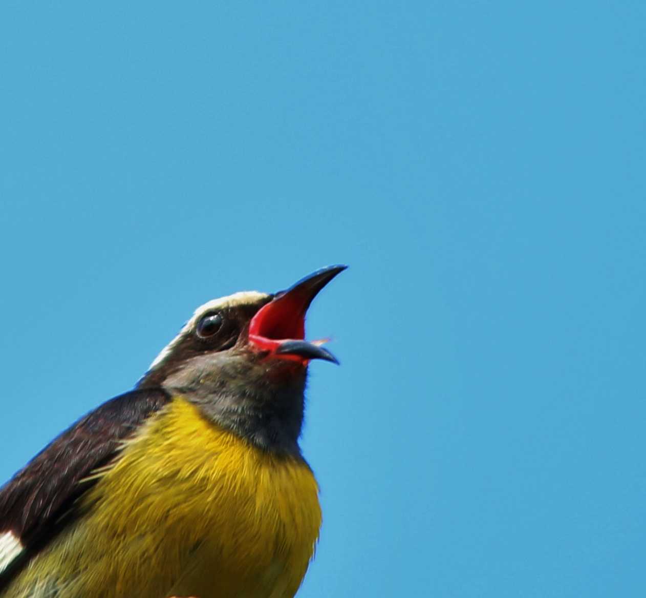 Foto tomada en Gurabo, Puerto Rico. | Reinita Común