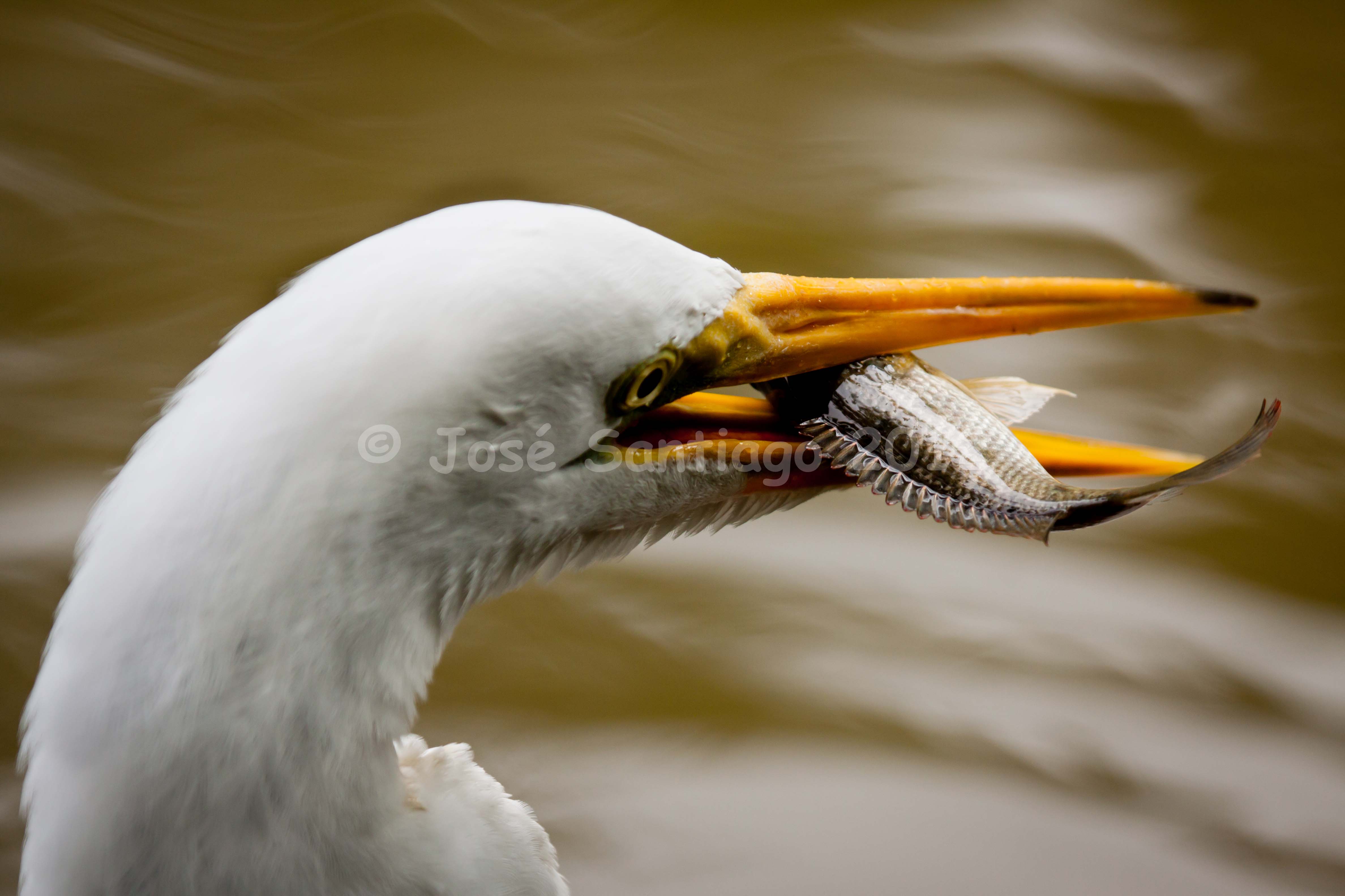 Jardin Botanico de Rio Piedras | Garza Real