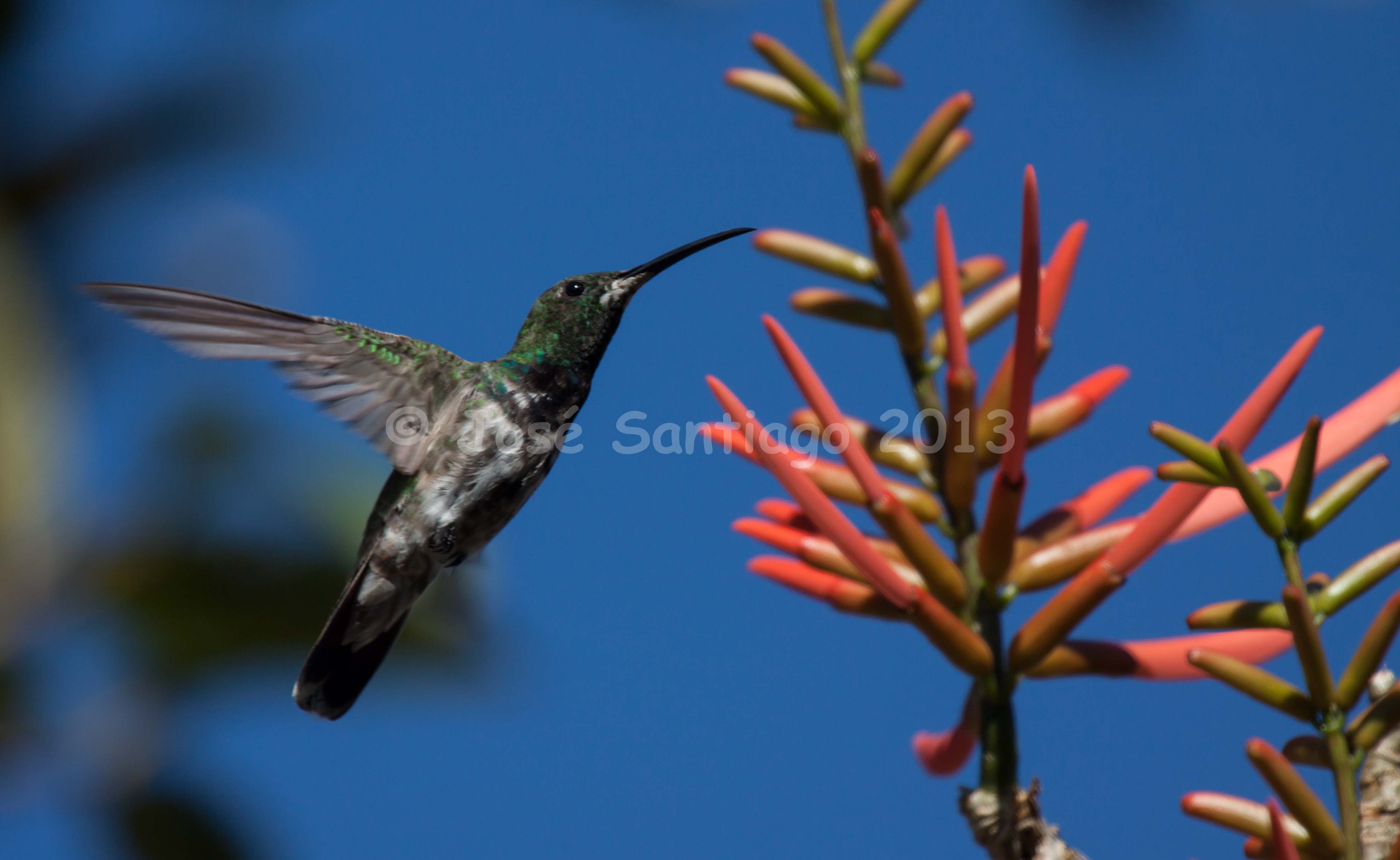 Carite, PR | Zumbador Dorado