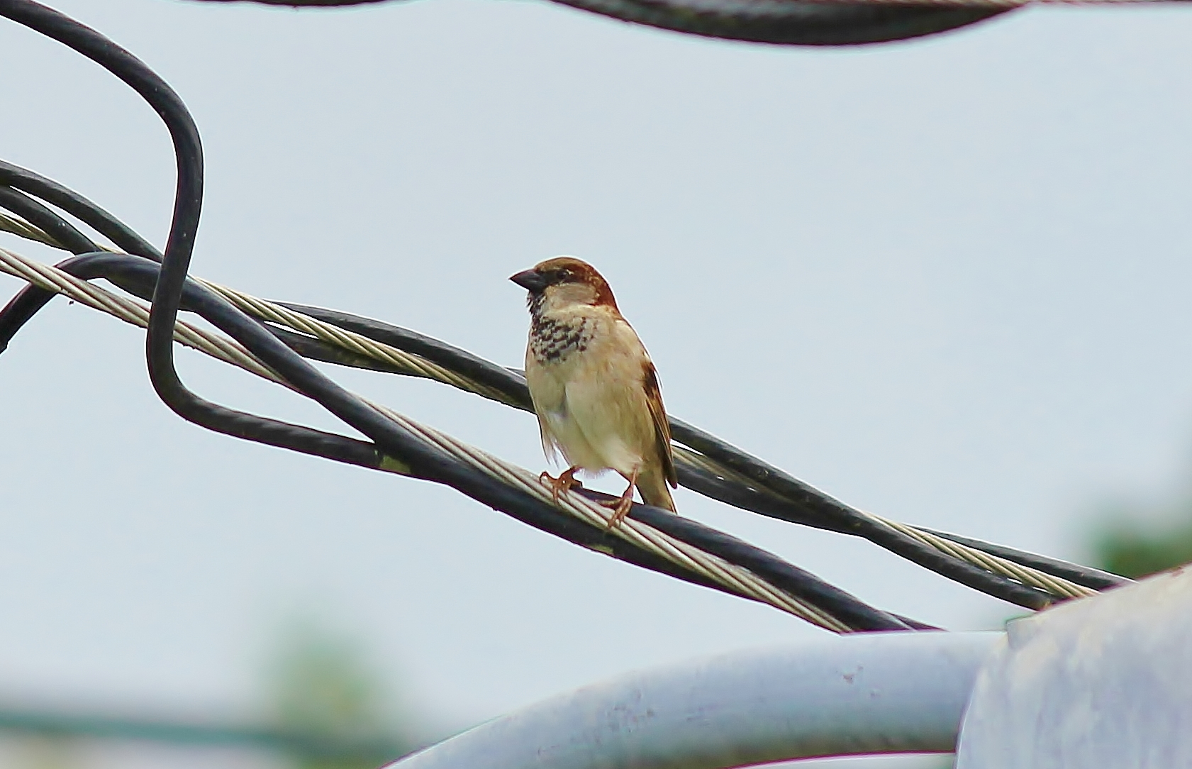 Gorrión Doméstico en Isabela | Gorrión Doméstico