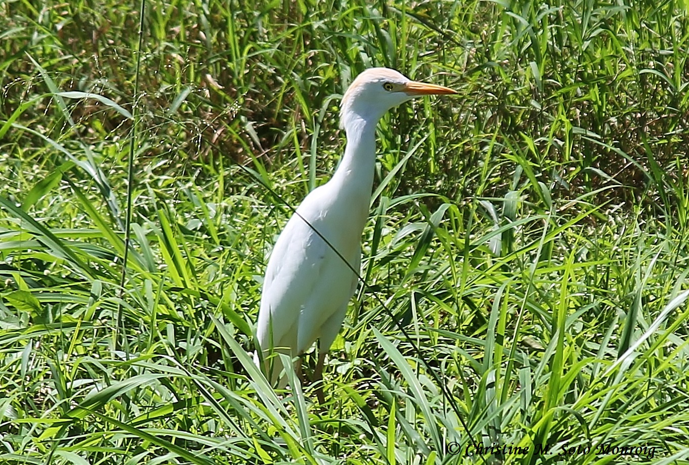 Garza Ganadera en Isabela PR | Garza Ganadera