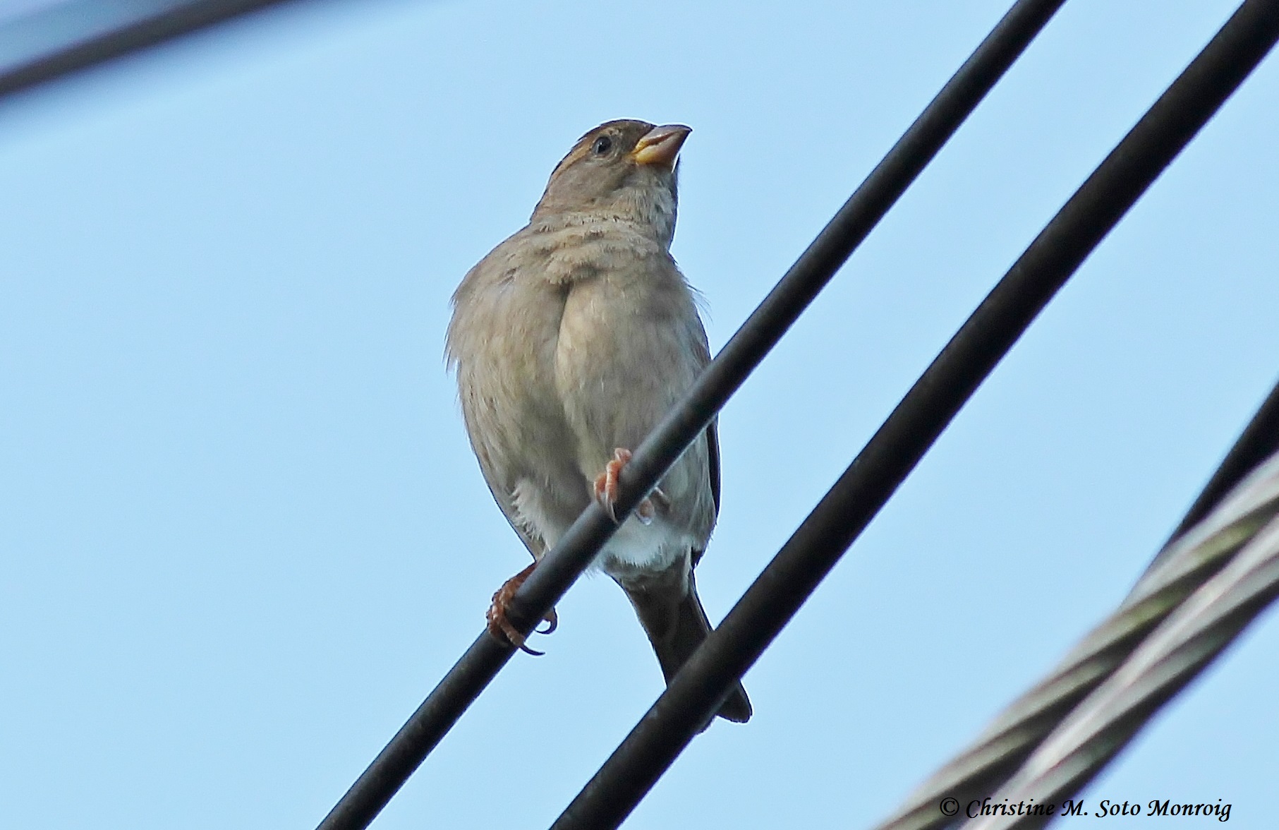 Gorrión Doméstico Hembra en Isabela | Gorrión Doméstico