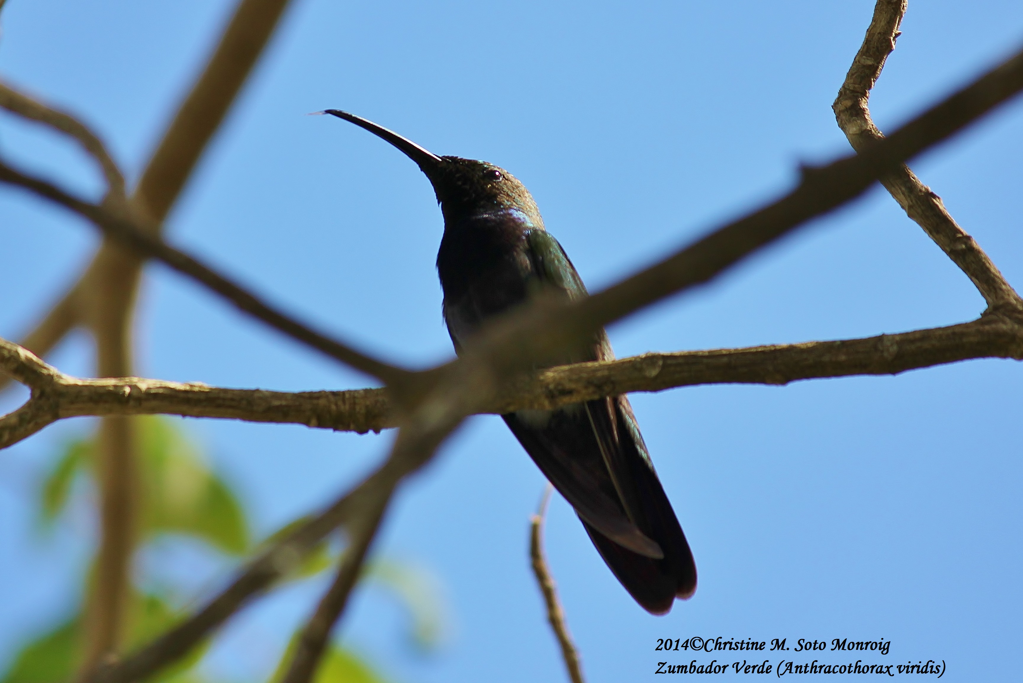 Zumbador Verde (Isabela 2/17/2014) | Zumbador Verde