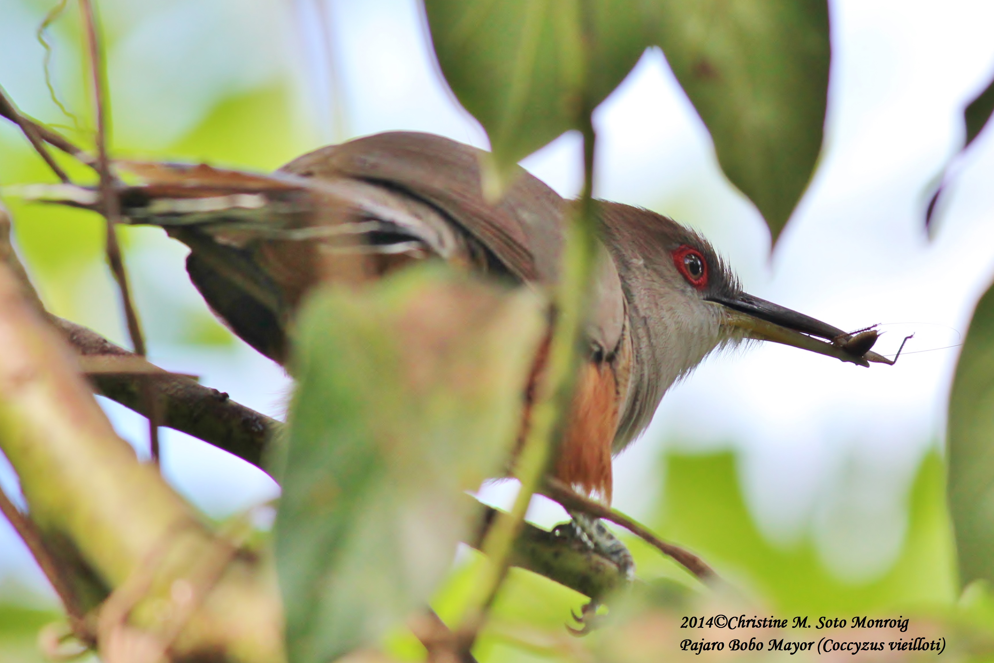 Pajaro Bobo Mayor (Isabela 2/22/2014) | Pájaro Bobo Mayor