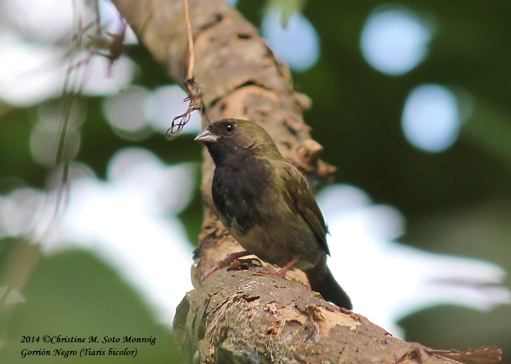 Gorrión Negro ( Isabela 2/22/2014) | Gorrión Negro