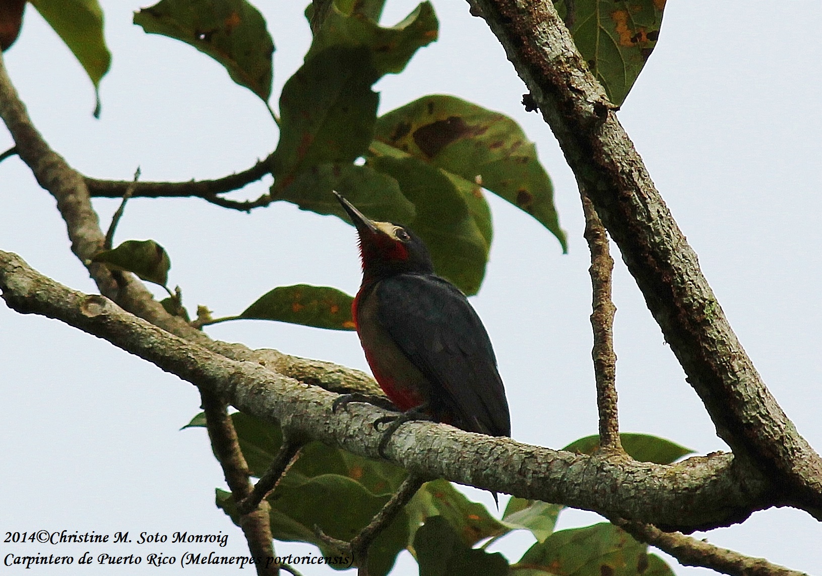 Carpintero de Puerto Rico (Isabela 2/22/2014) | Carpintero de Puerto Rico