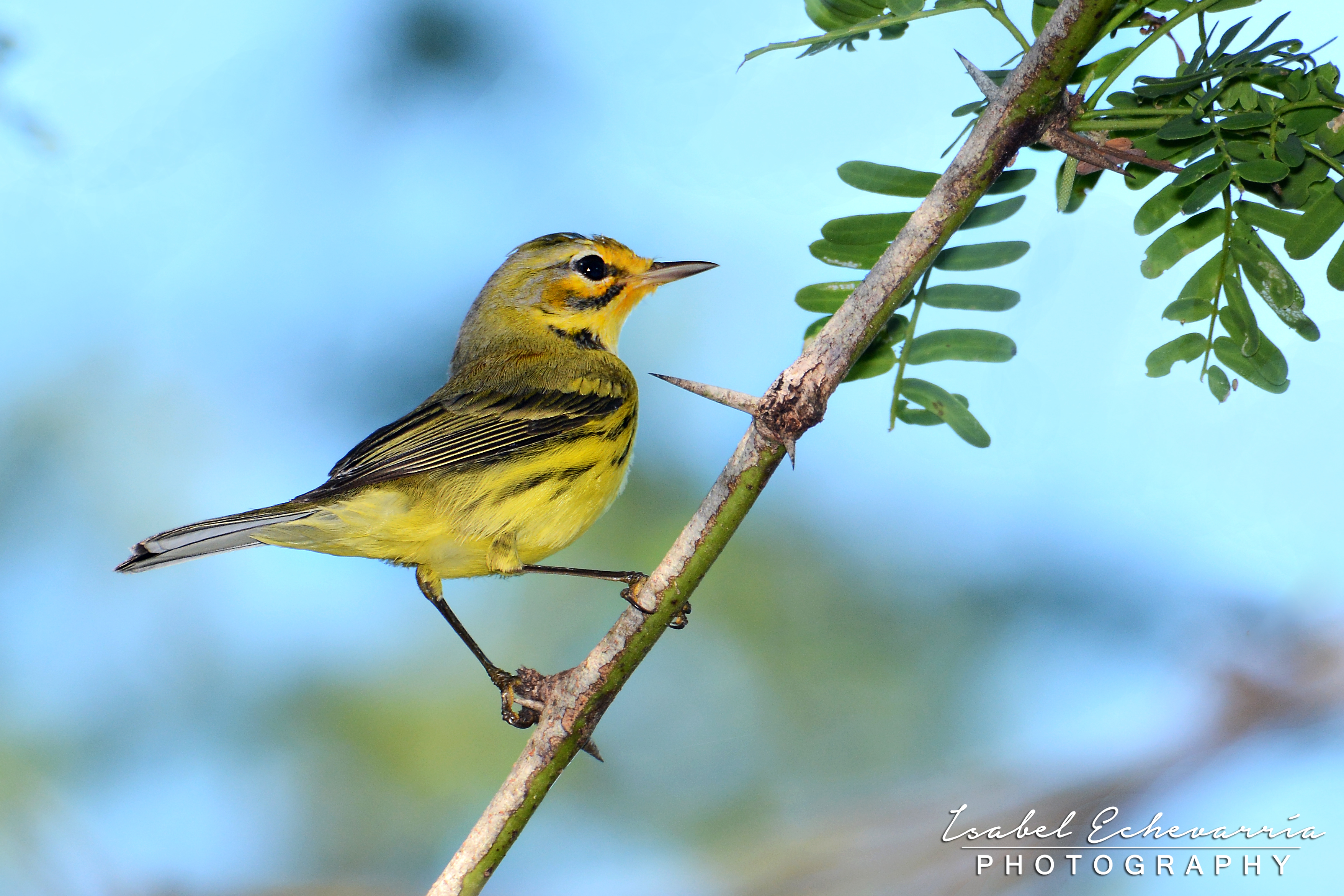 Reinita galana, El Corozo, Cabo Rojo PR | Reinita Galana