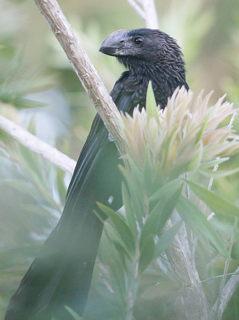 Salinas de Cabo Rojo | Garrapatero