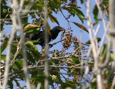 Judío con <i>Rana grylio</i> en el pico, Caño Tiburones | Garrapatero