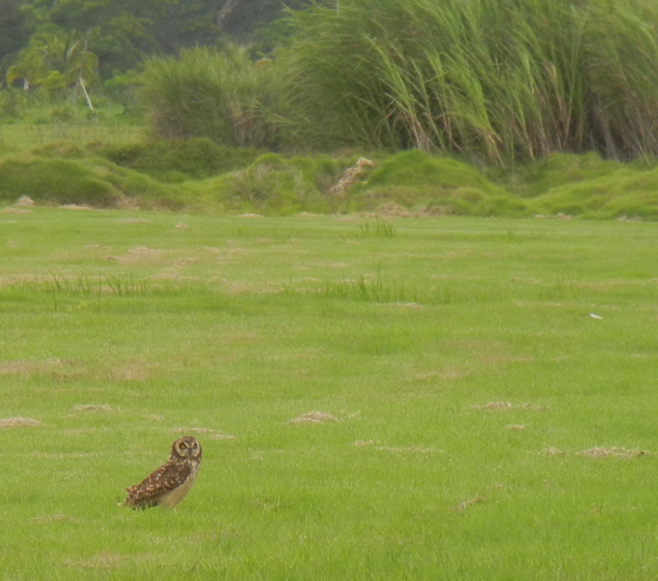Mucaro Real en Gramas Lindas, Toa Baja, PR | Múcaro Real