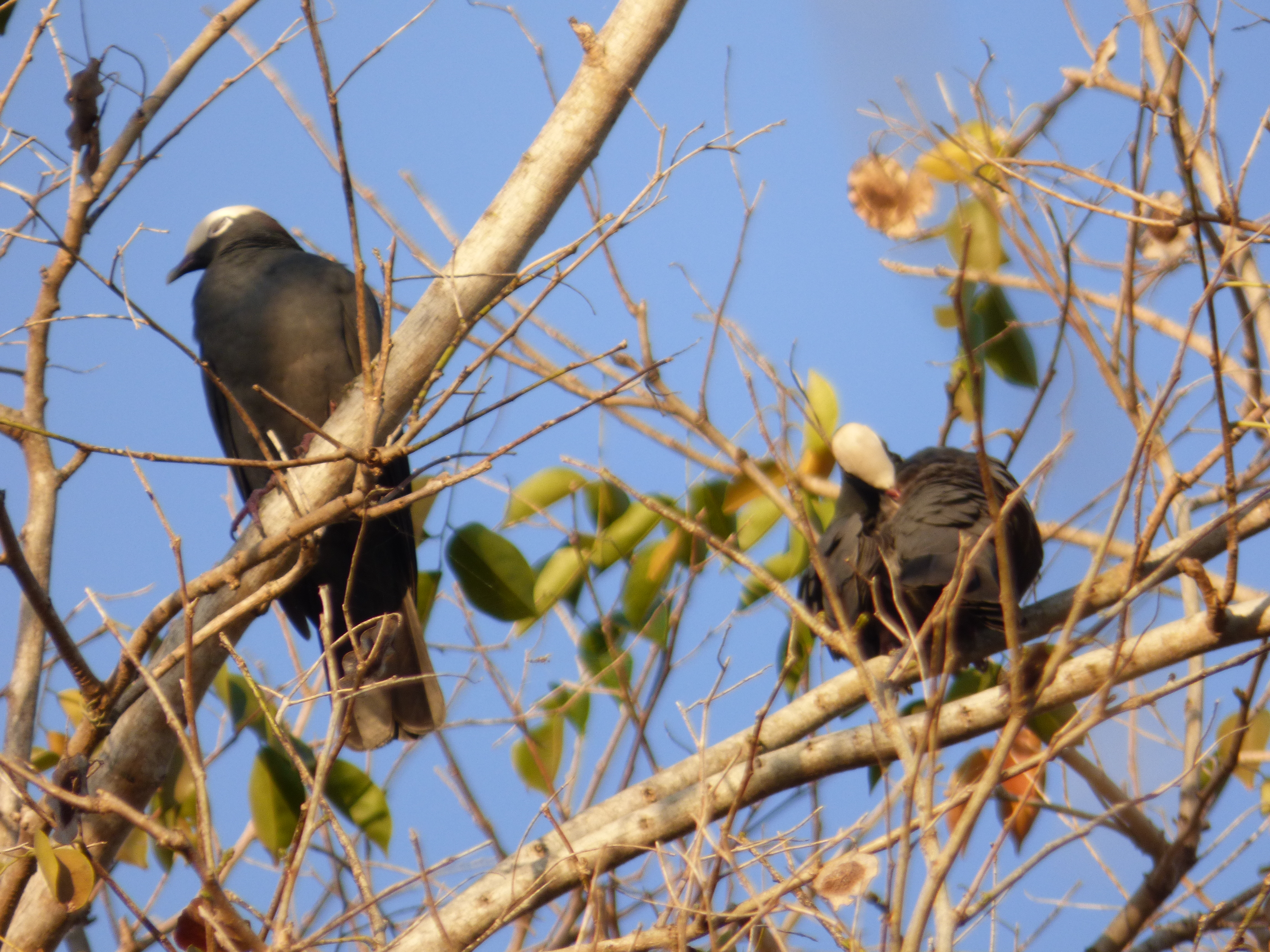 Schoenstatt - Cabo Rojo | Paloma Cabeciblanca