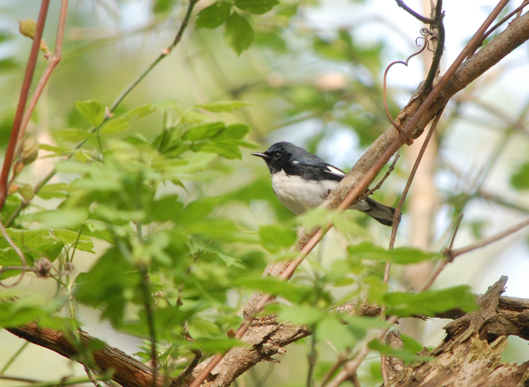 OHIO 5/2013 MANUEL HERNANDEZ | Reinita Azul