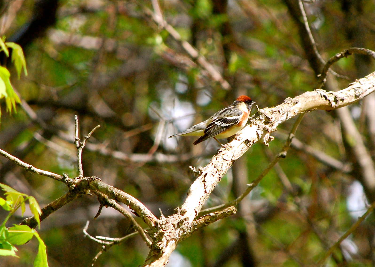 OHIO 5/2013 MANUEL HERNANDEZ | Reinita Castaña