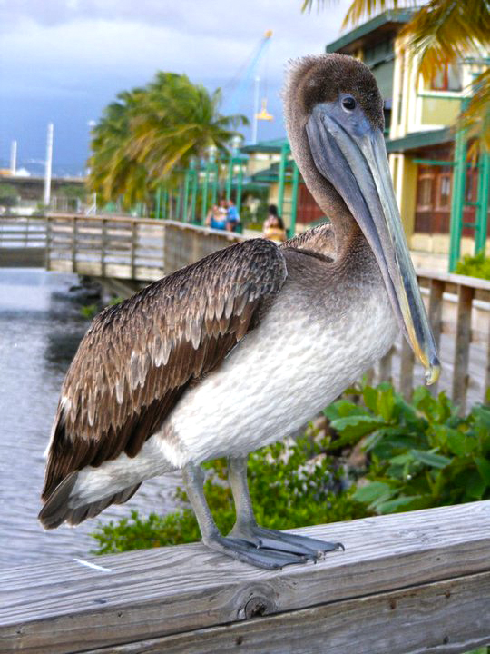 La Guancha en Ponce | Pelícano Pardo