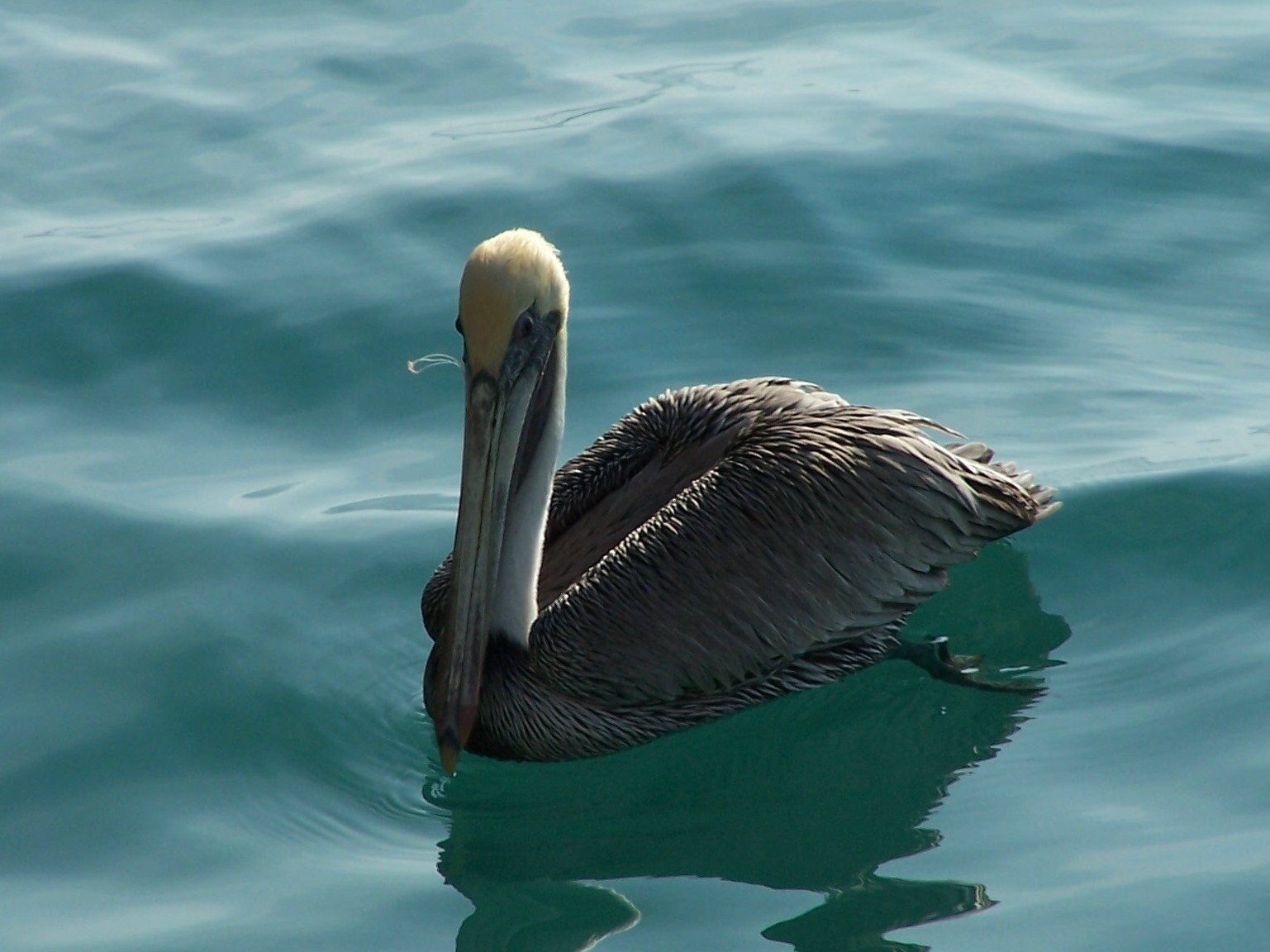 Pelicano | Pelícano Pardo