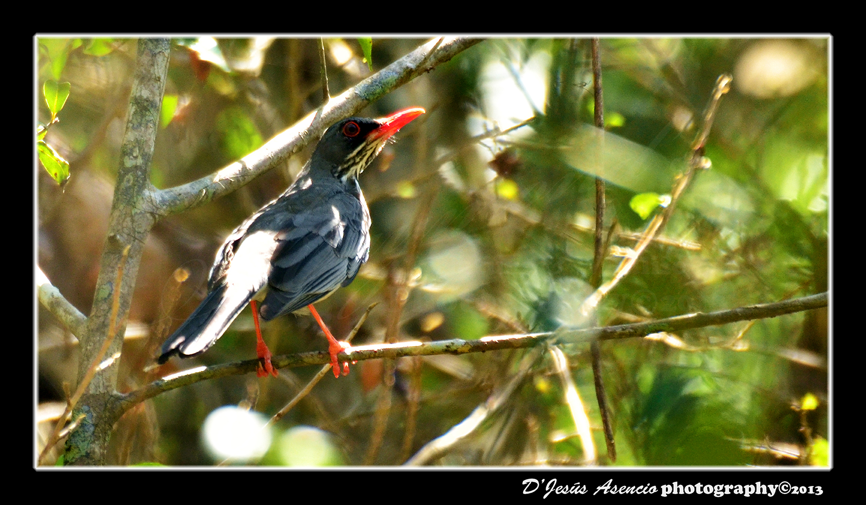 Foto en Bosque Cambalache, Arecibo, PR | Zorzal Patirrojo