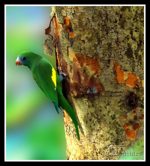 Cotorra comiendo del arbol | Periquito Aliblanco