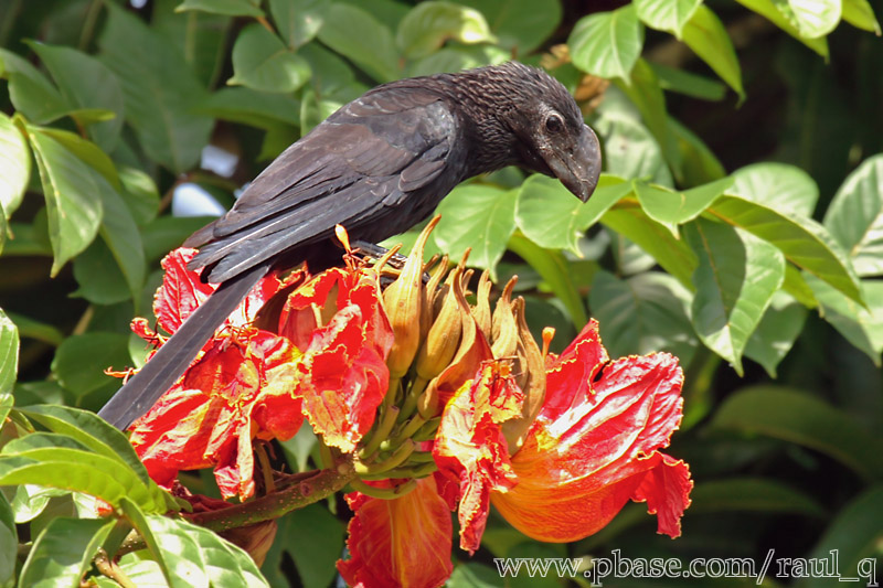 Judio - Aguadilla, PR | Garrapatero
