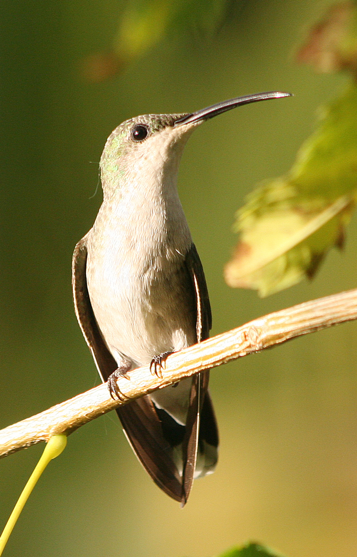 Salinas de Cabo Rojo | Zumbador Dorado