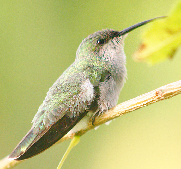 Salinas de Cabo Rojo | Zumbador Dorado