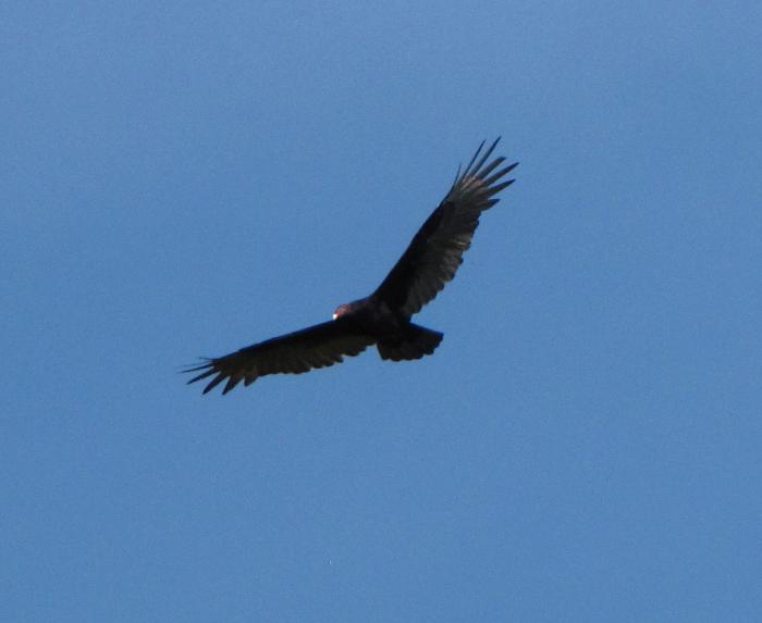 Turkey Vulture - AvesPR.org